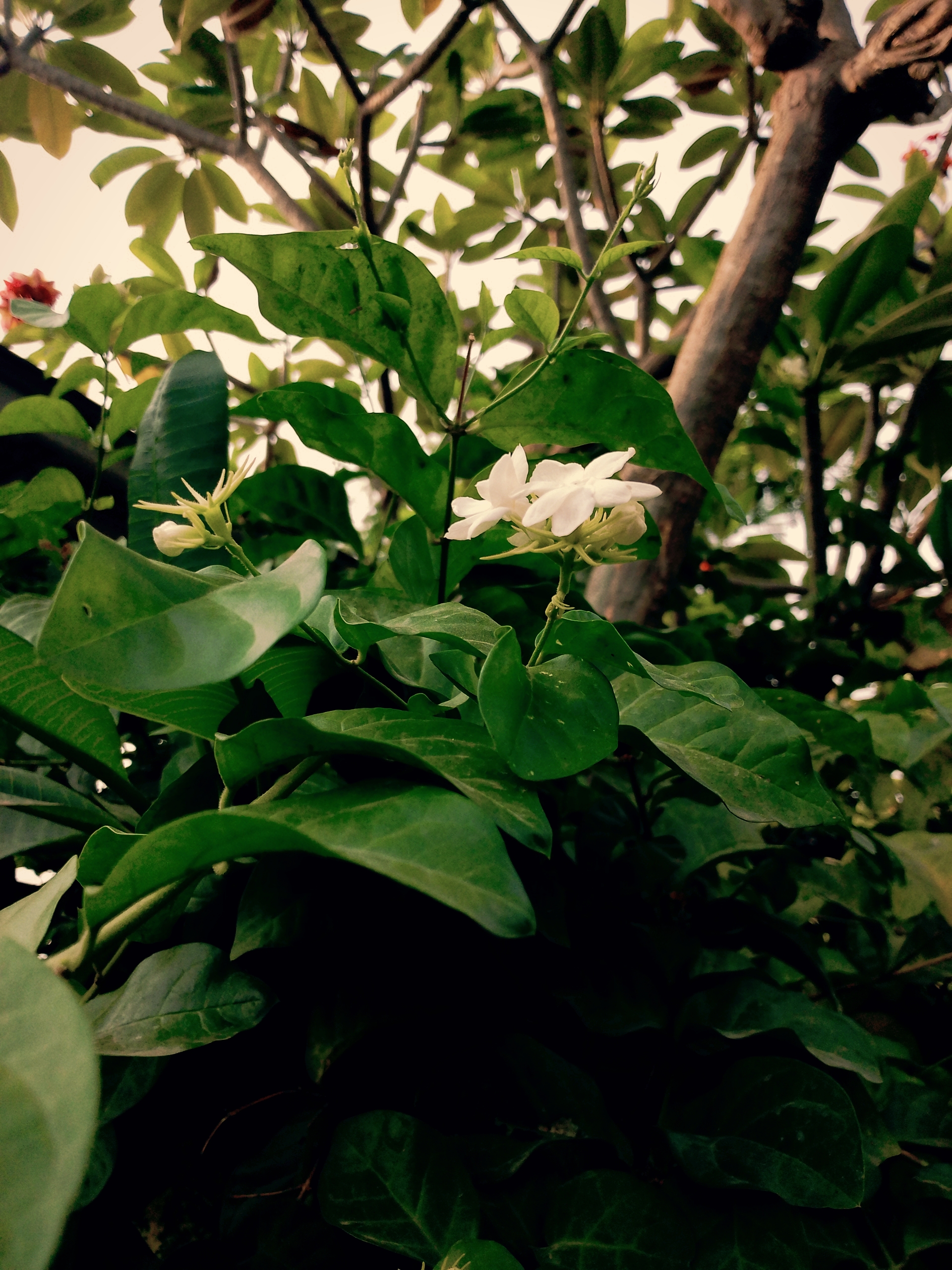Photograph by Dzaki Ahmad Abdullah